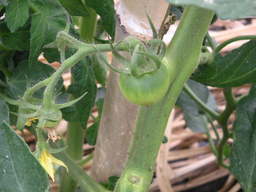 �U�O�㍟�ꂩ��P�T�N