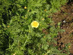 �U�O�㍟�ꂩ��P�T�N