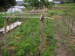 �U�O�㍟�ꂩ��P�T�N