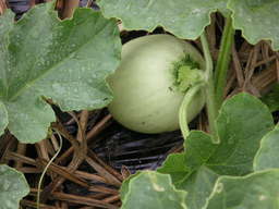 �U�O�㍟�ꂩ��P�T�N