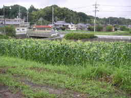 �U�O�㍟�ꂩ��P�T�N