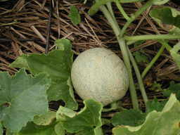 �U�O�㍟�ꂩ��P�T�N