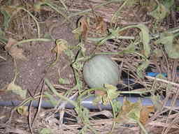 �U�O�㍟�ꂩ��P�T�N