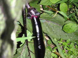 �U�O�㍟�ꂩ��P�T�N