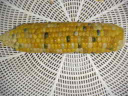 �U�O�㍟�ꂩ��P�T�N