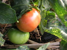 �U�O�㍟�ꂩ��P�T�N