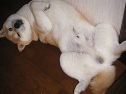 �U�O�㍟�ꂩ��P�T�N