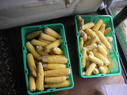 �U�O�㍟�ꂩ��P�T�N