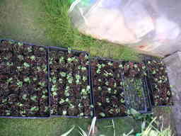 �U�O�㍟�ꂩ��P�T�N