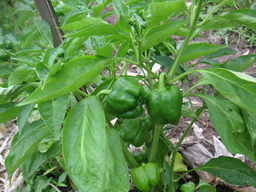 �U�O�㍟�ꂩ��P�T�N