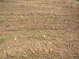 �U�O�㍟�ꂩ��P�T�N