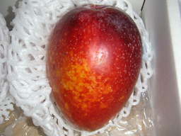 �U�O�㍟�ꂩ��P�T�N