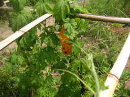 �U�O�㍟�ꂩ��P�T�N