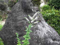 �U�O�㍟�ꂩ��P�T�N