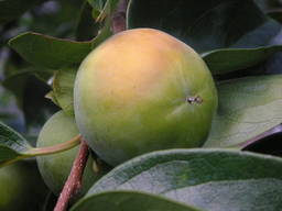 �U�O�㍟�ꂩ��P�T�N