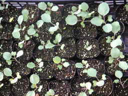 �U�O�㍟�ꂩ��P�T�N