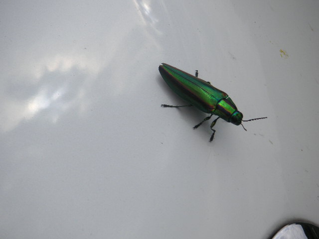 �U�O�㍟�ꂩ��P�T�N