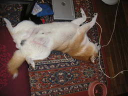 �U�O�㍟�ꂩ��P�T�N