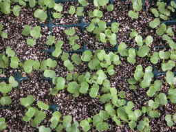 �U�O�㍟�ꂩ��P�T�N