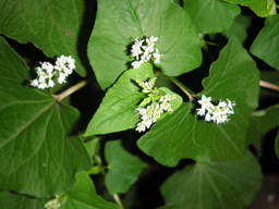 �U�O�㍟�ꂩ��P�T�N