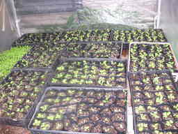 �U�O�㍟�ꂩ��P�T�N