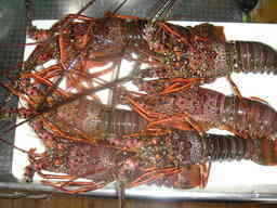 �U�O�㍟�ꂩ��P�T�N