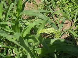 �U�O�㍟�ꂩ��P�T�N