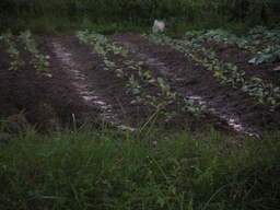 �U�O�㍟�ꂩ��P�T�N