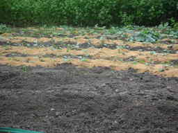 �U�O�㍟�ꂩ��P�T�N