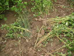 �U�O�㍟�ꂩ��P�T�N