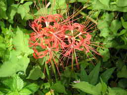 �U�O�㍟�ꂩ��P�T�N