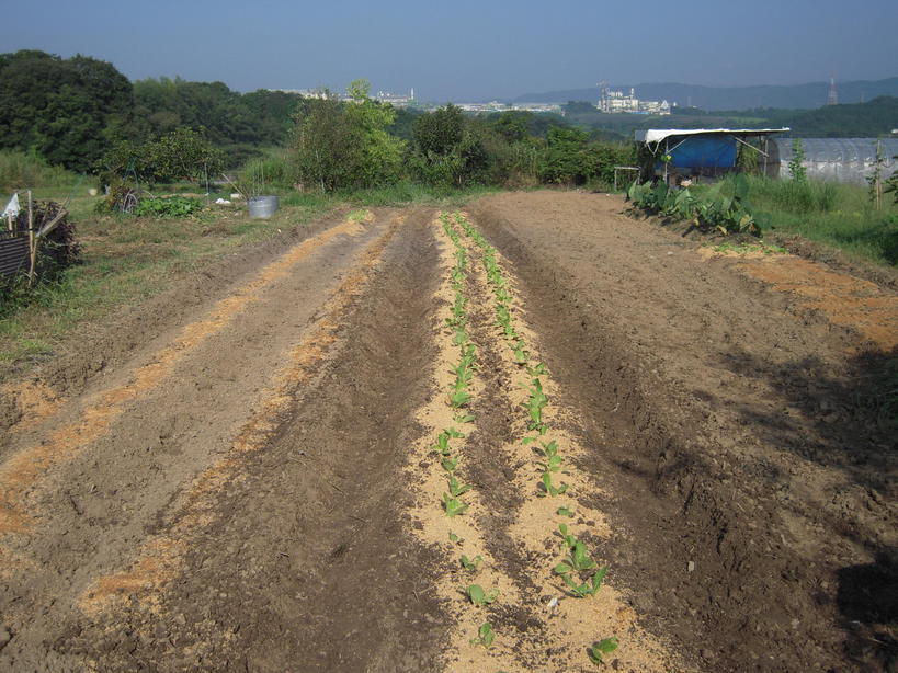 �U�O�㍟�ꂩ��P�T�N