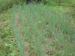 �U�O�㍟�ꂩ��P�T�N