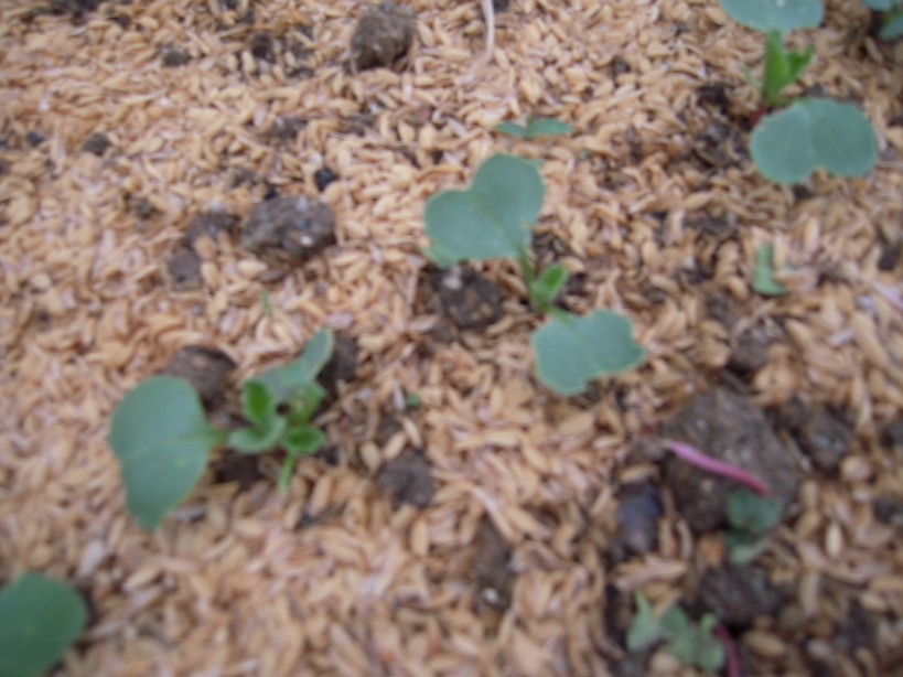 �U�O�㍟�ꂩ��P�T�N