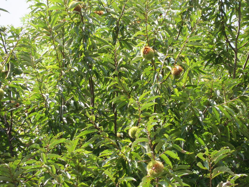 �U�O�㍟�ꂩ��P�T�N