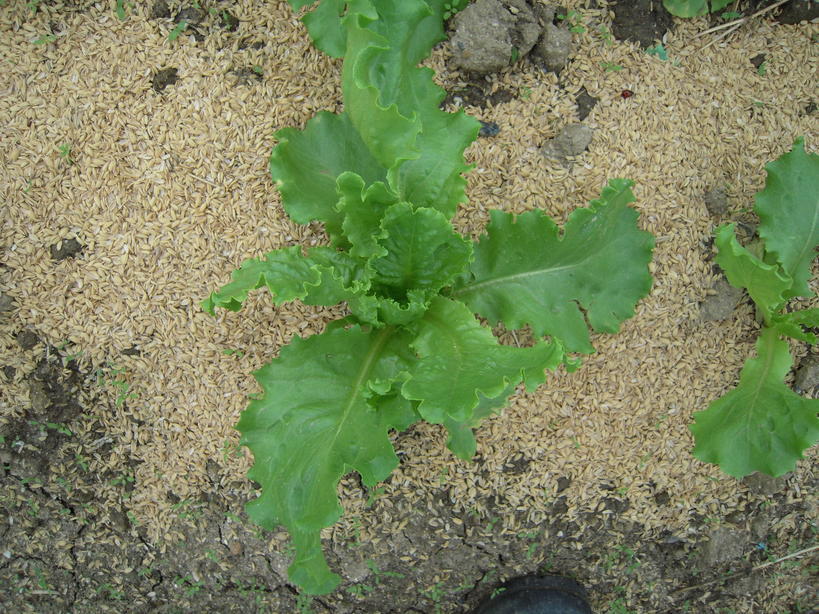 �U�O�㍟�ꂩ��P�T�N