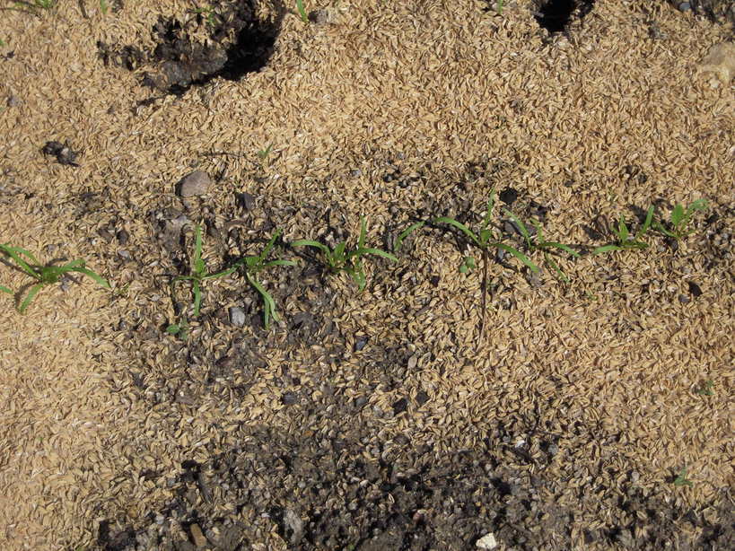 �U�O�㍟�ꂩ��P�T�N