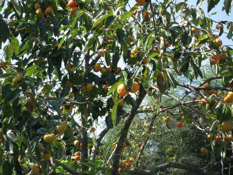 �U�O�㍟�ꂩ��P�T�N