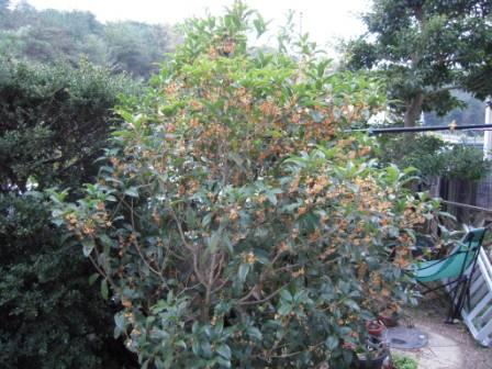 �U�O�㍟�ꂩ��P�T�N