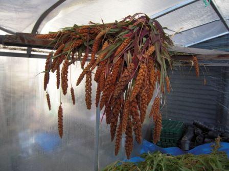 �U�O�㍟�ꂩ��P�T�N