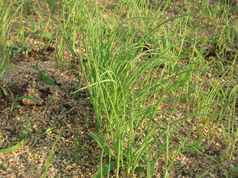 �U�O�㍟�ꂩ��P�T�N