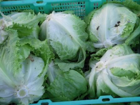 �U�O�㍟�ꂩ��P�T�N