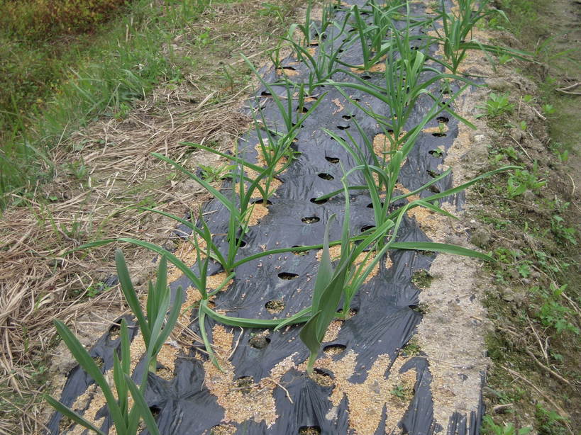 �U�O�㍟�ꂩ��P�T�N