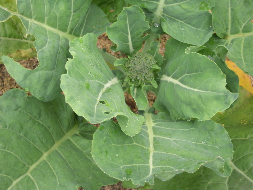 �U�O�㍟�ꂩ��P�T�N