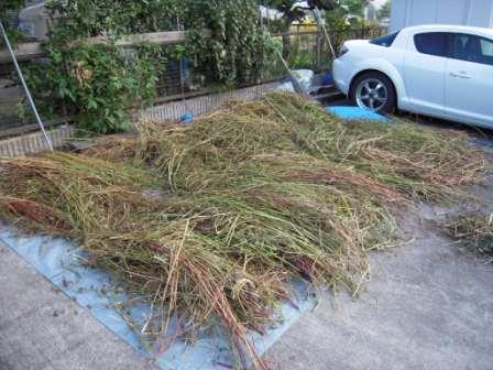 �U�O�㍟�ꂩ��P�T�N