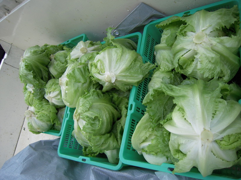 �U�O�㍟�ꂩ��P�T�N