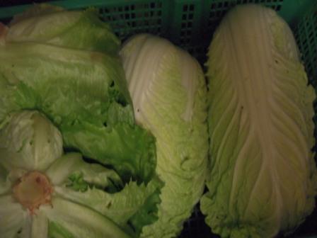 �U�O�㍟�ꂩ��P�T�N