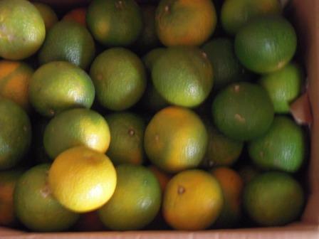 �U�O�㍟�ꂩ��P�T�N