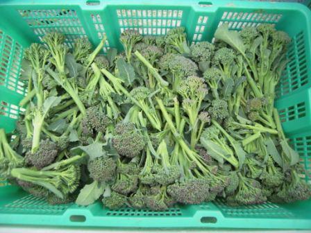 �U�O�㍟�ꂩ��P�T�N