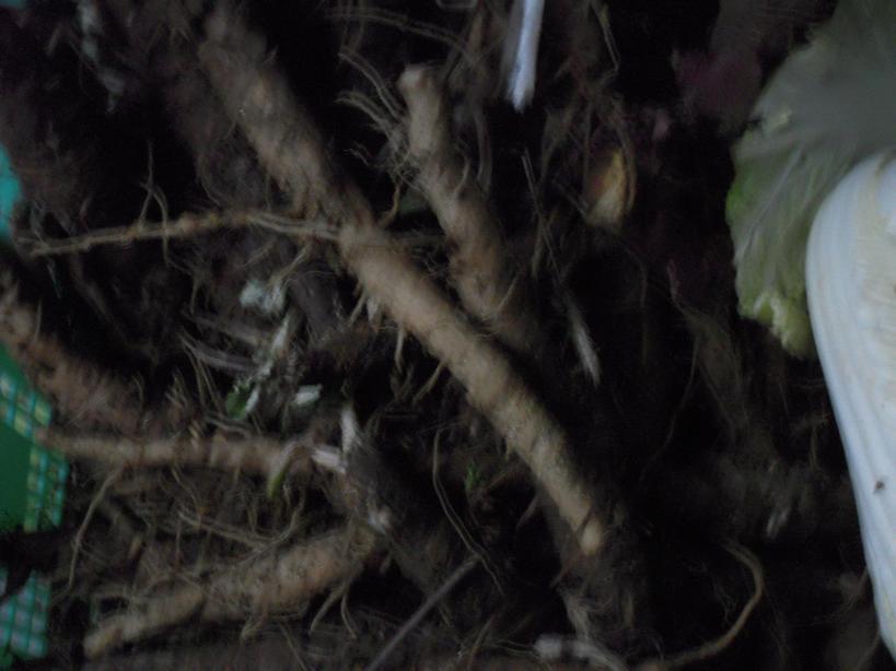 �U�O�㍟�ꂩ��P�T�N